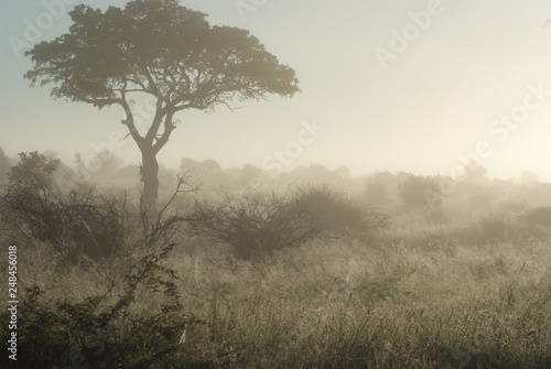 Panorama nebbioso nel Kruger Park, Sud Africa