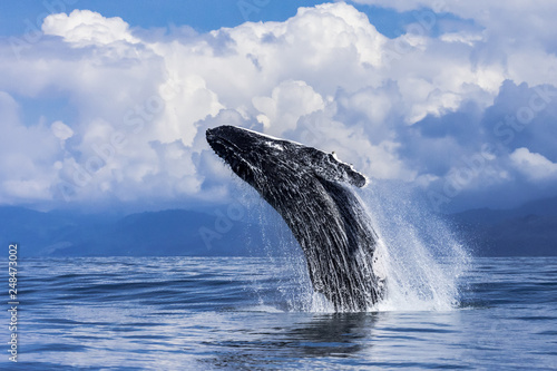 Springender Buckelwal im Marino Ballena Nationalpark in Costa Rica