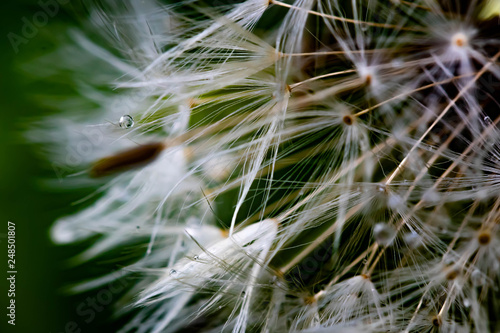 Pusteblume mit Tropfen