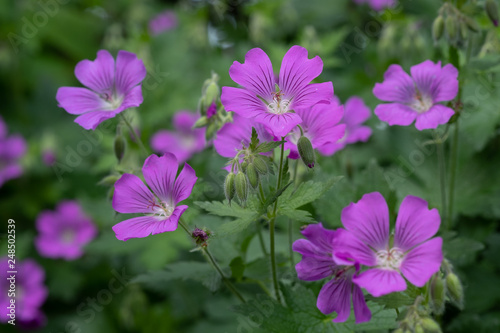 Geranium gracile Sirak