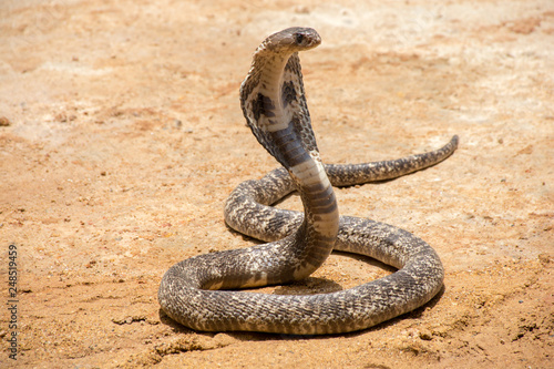 The King Cobra on sand 