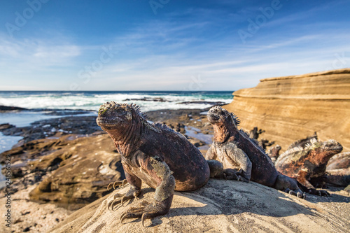 Galapagos Marine Iguana - Iguanas warming in the sun on volcanic rocks on Puerto Egas (Egas port) Santiago island, Ecuador. Amazing wildlife animals on Galapagos Islands, Ecuador.