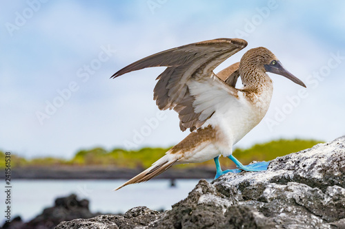 Galapagos animals. Blue-footed Booby - Iconic and famous galapagos animals and wildlife. Blue footed boobies are native to the Galapagos Islands, Ecuador, South America.