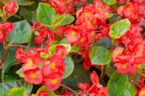 close up of blooming begonia cucullata or wax begonia