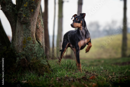 Portrait Hund sitzt steht neben hinter baumstamm baum und schaut in die gegend mit himmel und bäumen im hintergrund