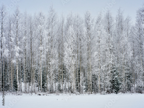 Wintertime forest background