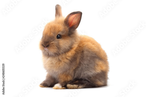 Cute little rabbit, brown fur Sitting on a white background
