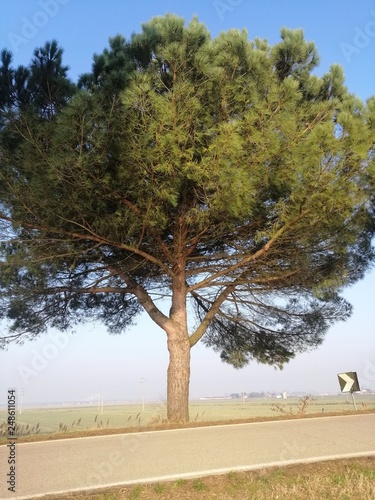 albero in natura