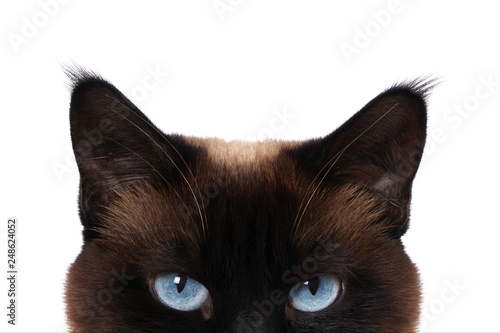 siamese cat with blue eyes peeking isolated on white 