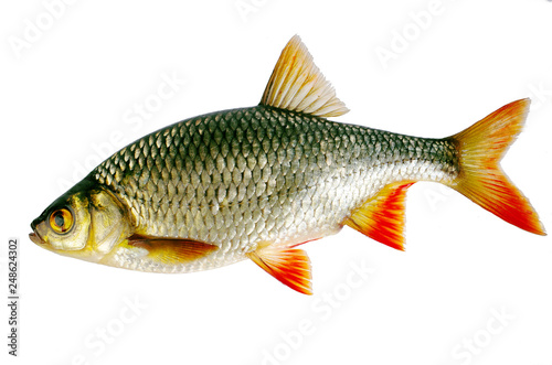 River rudd on a white background. Isolated on white