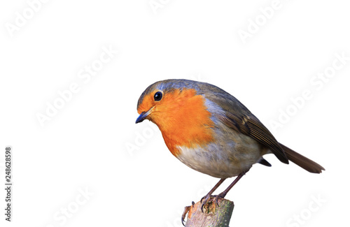 Der Gartenvogel Rotkehlchen freigestellt in hübscher Pose auf Ast sitzend