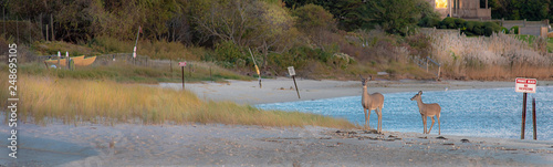 Deer on Montauk Point Beach Long Island NY