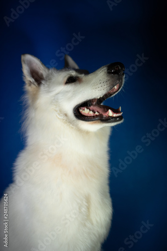 Pies biały dyszy portert