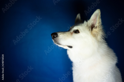 Portret biały pies wpatruje się 