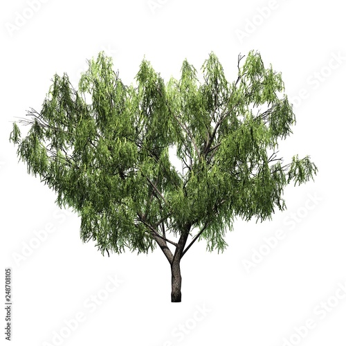 Honey Mesquite tree - isolated on white background