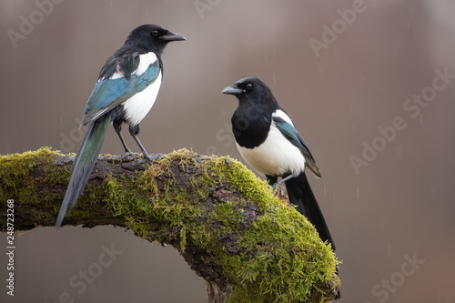 Two Eurasian Magpies, Pica Pica, on moss covered branch in winter. Pair of black and white birds in winter.