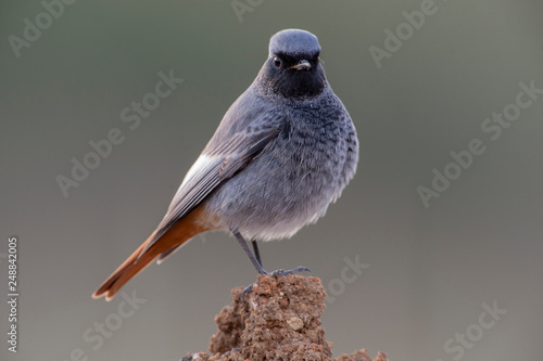 Black Redstart Birds