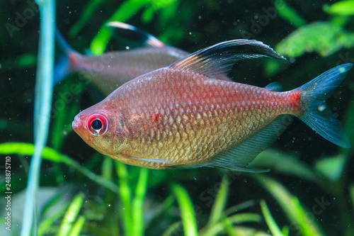 Redback bleeding heart tetra (Hyphessobrycon pyrrhonotus)