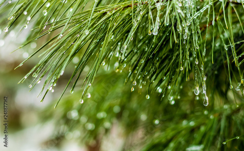 Pine trees in the winter