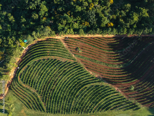 agro Café imagem aéreas de Agrofloresta