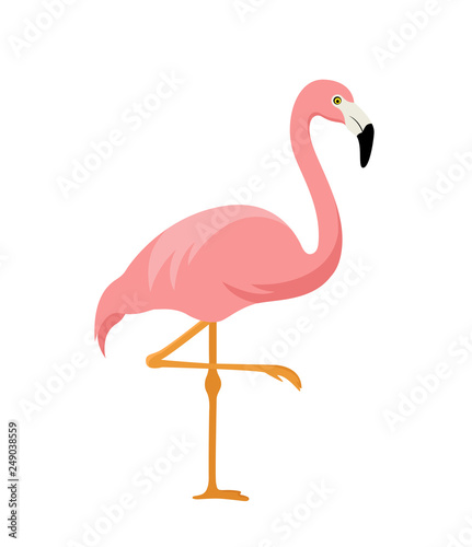 pink flamingo isolated on white background