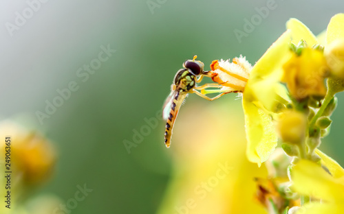 hover fly on yellow flower blossom with green background and copy space