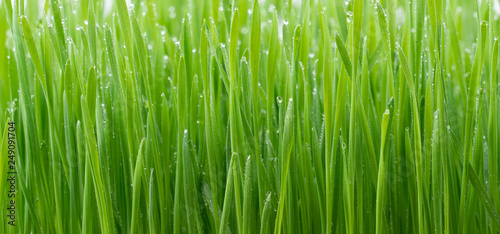 .Green wheat grass