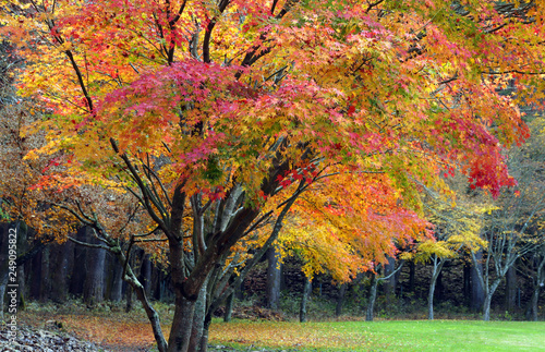 紅葉、秋風景、季節感 、秋、もみじ、カラフル