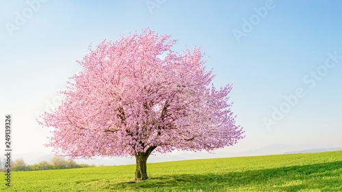 Flowering sakura tree cherry blossom. Single tree on the horizon with white flowers in the spring. Fresh green meadow with blue sky.