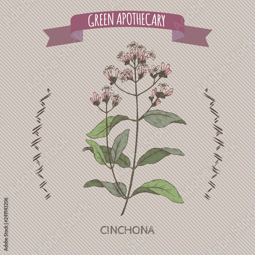 Cinchona officinalis aka quinine or Jesuit bark color sketch.