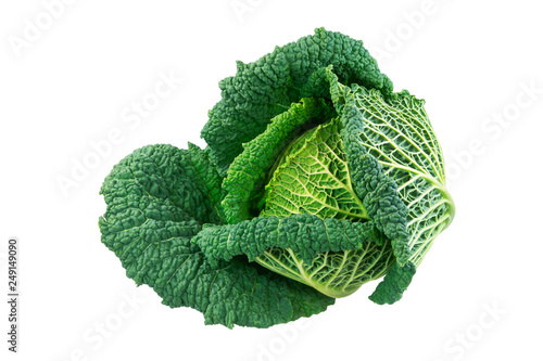 Isolated fresh savoy cabbage head