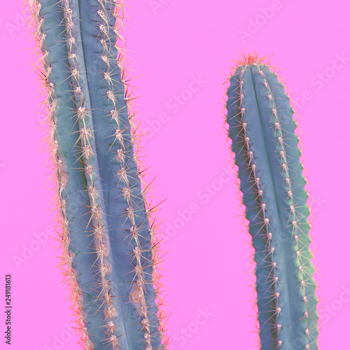 Cactus lovers. Minimal concept. Cactus on pink background