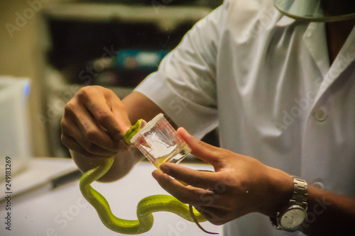 Milking green pit viper (Trimeresurus) snake for venom to produce snake antidote serum