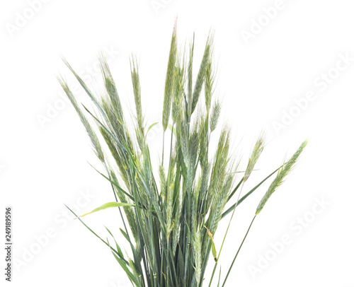 Group green barley.