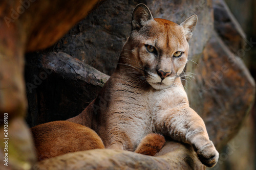 Wild big cat Cougar, Puma concolor, hidden portrait of dangerous animal with stone, USA. Wildlife scene from nature. Mountain Lion in rock habitat.