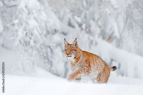 Eurasian Lynx walking, wild cat in the forest with snow. Wildlife scene from winter nature. Cute big cat in habitat, cold condition. Snowy forest with beautiful animal wild lynx, Germany.