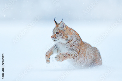 Eurasian Lynx running, wild cat in the forest with snow. Wildlife scene from winter nature. Cute big cat in habitat, cold condition. Snowy forest with beautiful animal wild lynx, Germany.