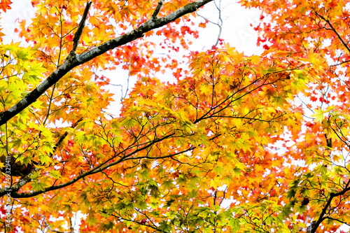 Maple autumn sunlight, maple tree branch in autumn turn to red, orange, green, yellow leaves in the autumn season 