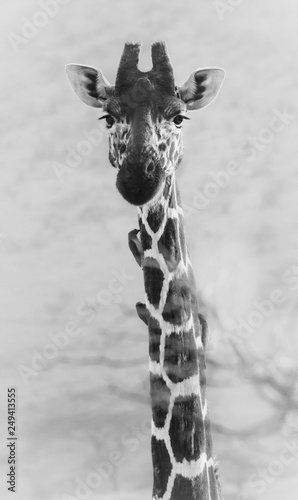 Giraffe close-up with bird on neck - monochrome high key edit