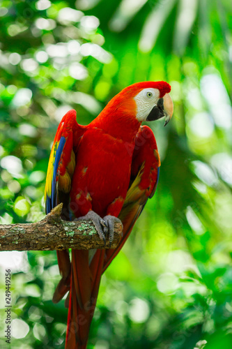 Parrots - Jungle Island, Miami, Florida. USA 