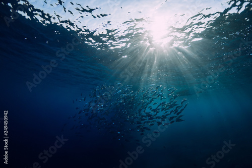 Podwodny dziki świat ze szkolnymi rybami z tuńczyka i promieniami słonecznymi