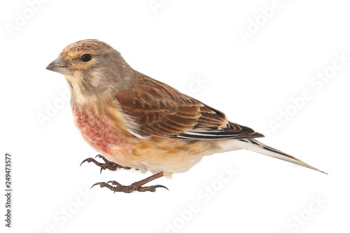 Common linnet, Carduelis cannabina, isolated on white background. Male.