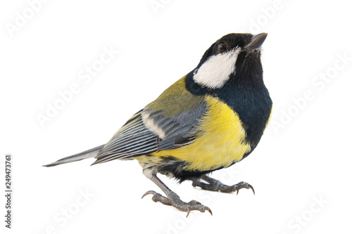 Male great tit, Parus major, isolated on white background