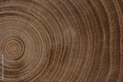 Growth Rings Background