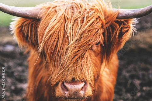 Highland cow cattle head face hair horns in Scotland