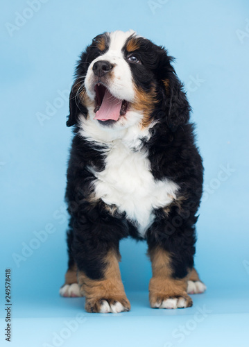 bernese mountain dog puppy