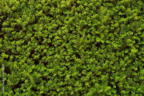Hedge. An image of a very decorative wall consisting of thousands of green yew branches.