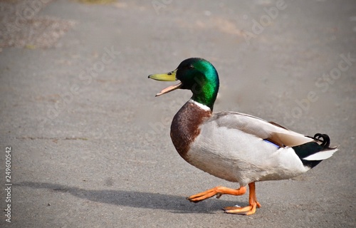 Quacking Duck 