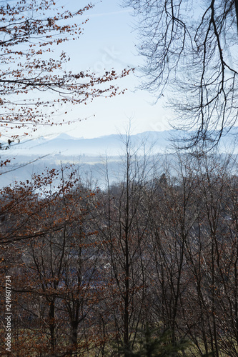 Winterlandschaft im Wald - Blick auf das Alpenpanorama