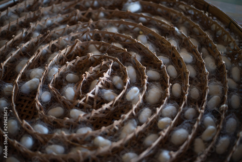 Thai Sericulture and silk thread, selective focus. Silk worm pupa in the threshing silk,Natural white cocoon or silkworm pupa.